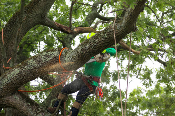 How Our Tree Care Process Works  in  Reynoldsville, PA