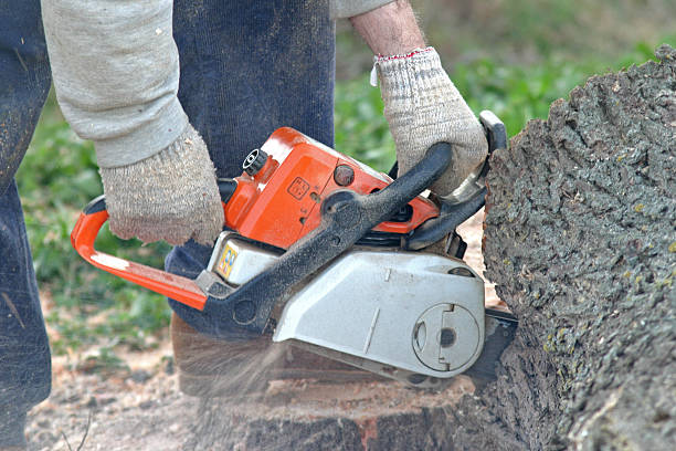 Reynoldsville, PA Tree Services Company